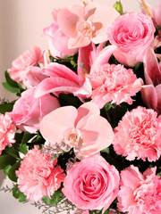 Pink Whisper